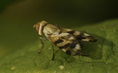 Melieria crassipennis