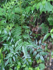 Zanthoxylum bungeanum