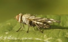 Melieria crassipennis