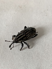 Sphenophorus costipennis
