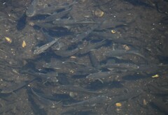 Fundulus parvipinnis