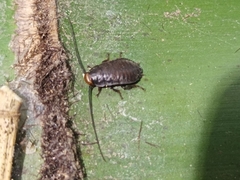 Diploptera punctata