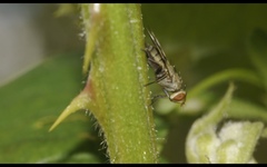 Melieria crassipennis