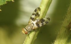 Melieria crassipennis