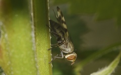 Melieria crassipennis