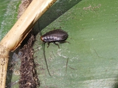 Diploptera punctata