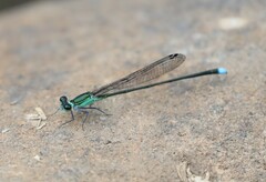 Nesobasis comosa