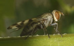 Melieria crassipennis