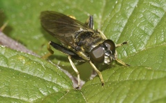 Xylota sylvarum