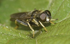 Xylota sylvarum