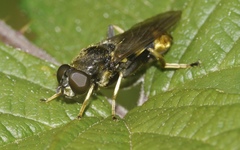 Xylota sylvarum
