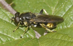 Xylota sylvarum
