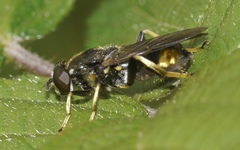 Xylota sylvarum