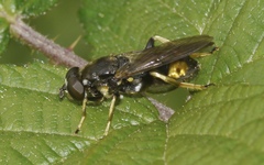 Xylota sylvarum