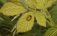 Coccinella septempunctata