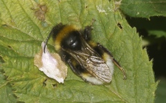 Bombus