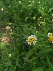 Tridax coronopifolia
