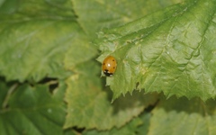 Coccinella septempunctata