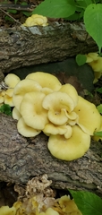 Pleurotus citrinopileatus