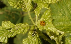 Coccinella septempunctata