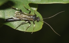 Coelichneumon