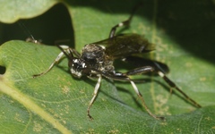 Coelichneumon