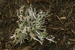 Platismatia stenophylla