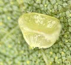 Caryomyia flaticrustum