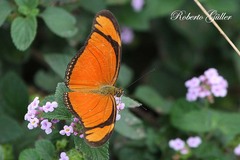 Dryas iulia alcionea
