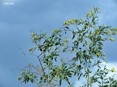 Lampornis clemenciae
