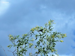 Lampornis clemenciae