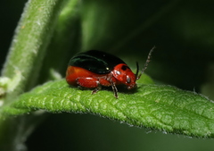 Kuschelina gibbitarsa