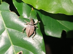 Elytrurus serrulatus