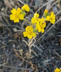 Deinandra pentactis