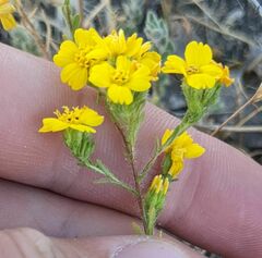Deinandra pentactis