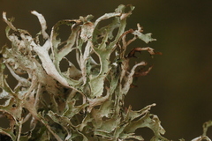 Platismatia stenophylla