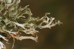 Platismatia stenophylla