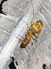 Camponotus chloroticus