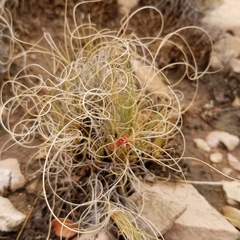 Muhlenbergia torreyi