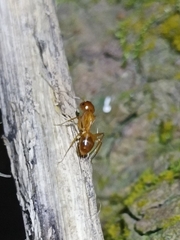 Camponotus chloroticus