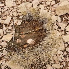 Muhlenbergia torreyi