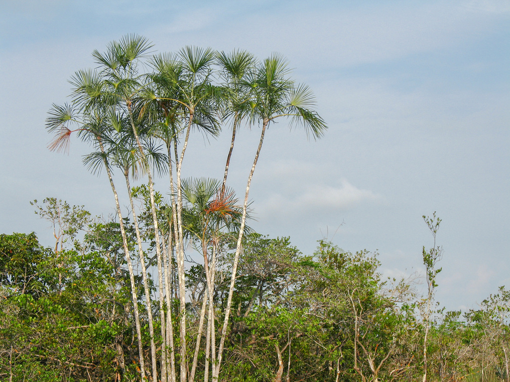 Mauritiella aculeata; photograph author not stated, no rights reserved