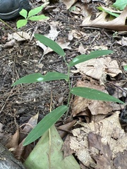 Polygonatum biflorum