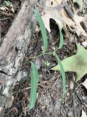 Polygonatum biflorum