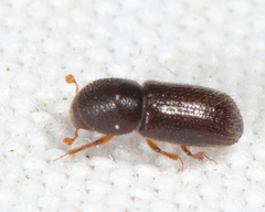 Heteroborips seriatus