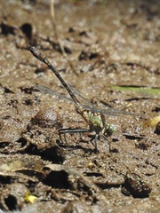 Dromogomphus spinosus image