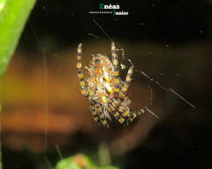 Alpaida alticeps