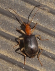 Brachinus adustipennis