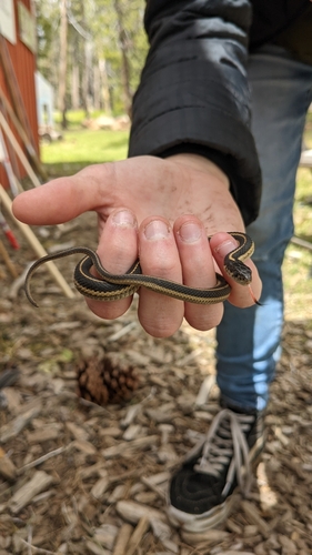 iNaturalist observation photo of Mountain Garter Snake
