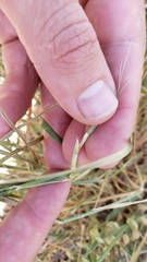Aegilops cylindrica
